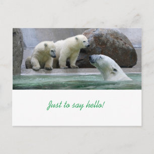 Polar Bear Postcard Postkarte