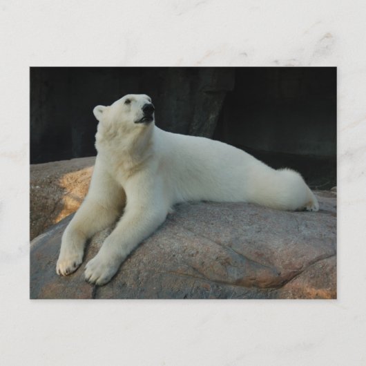Polar Bear Postcard Postkarte (Vorderseite)