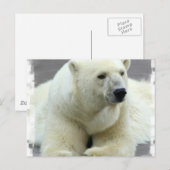 Polar Bear Postcard Postkarte (Vorne/Hinten)