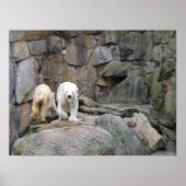 POLAR BEAR Poster (Vorne)