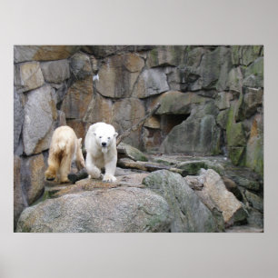 POLAR BEAR Poster