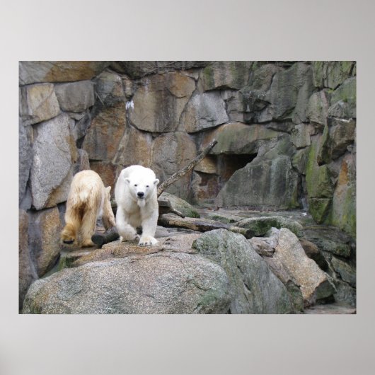 POLAR BEAR Poster (Vorne)