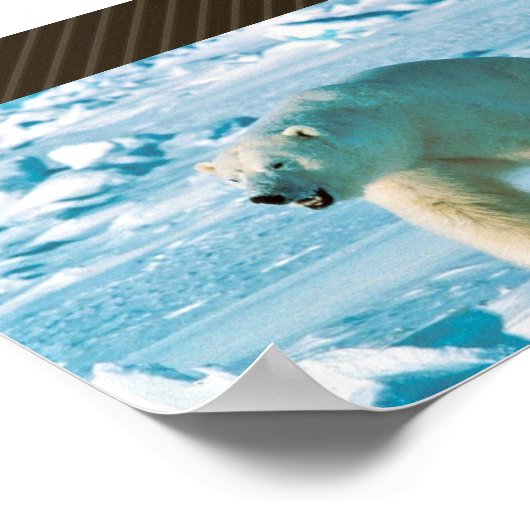 Polar Bear Poster (Ecke)