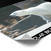 Polar Bear Poster (Ecke)
