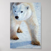 Polar Bear Poster (Vorne)
