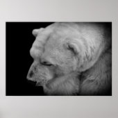 Polar Bear Poster (Vorne)