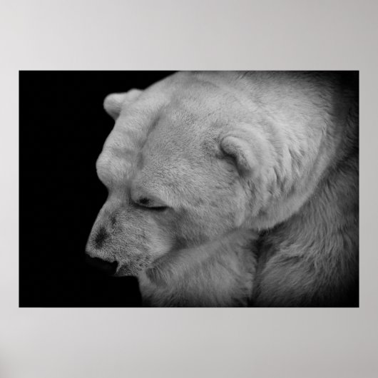Polar Bear Poster (Vorne)