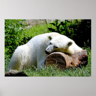 Polar Bear Poster