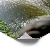 Polar Bear Poster (Ecke)