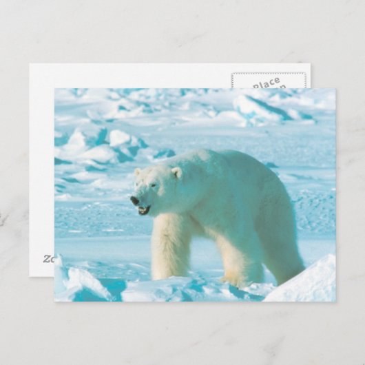 Polar Bear Postkarte (Vorne/Hinten)