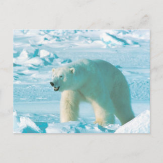 Polar Bear Postkarte