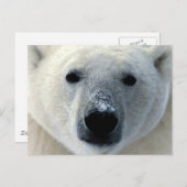 Polar Bear Postkarte (Vorne/Hinten)