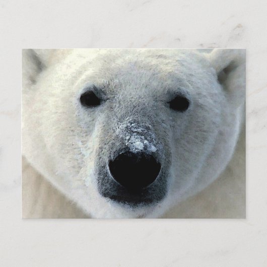 Polar Bear Postkarte (Vorderseite)