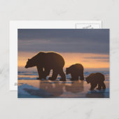 Polar Bear Postkarte (Vorne/Hinten)