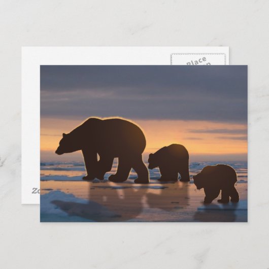 Polar Bear Postkarte (Vorne/Hinten)