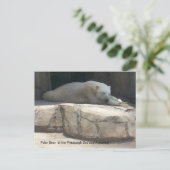 Polar Bear Postkarte (Stehend Vorderseite)
