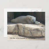 Polar Bear Postkarte (Vorne/Hinten)