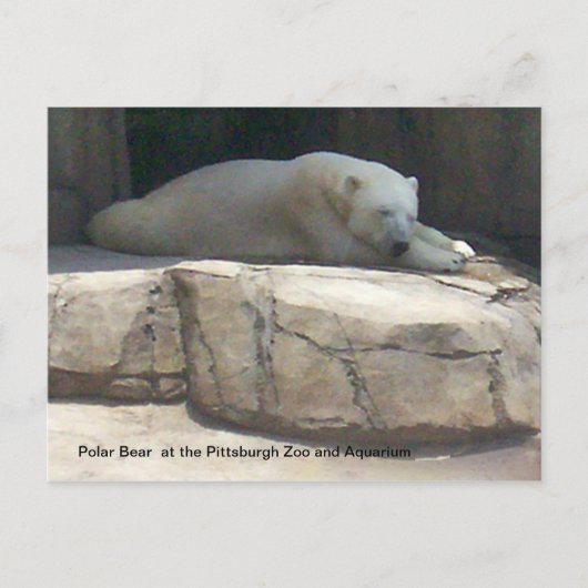 Polar Bear Postkarte (Vorderseite)