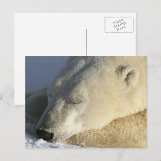 Polar Bear Postkarte (Vorne/Hinten)