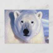 Polar Bear Postkarte (Vorderseite)