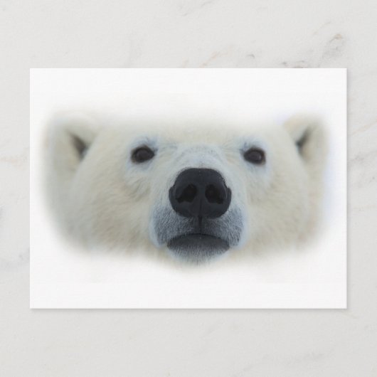 Polar Bear Postkarte (Vorderseite)