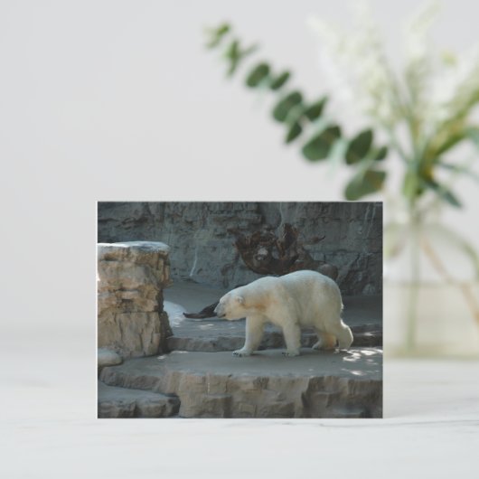 Polar Bear Postkarte (Stehend Vorderseite)