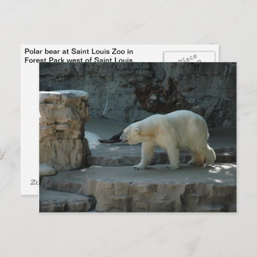 Polar Bear Postkarte (Vorne/Hinten)