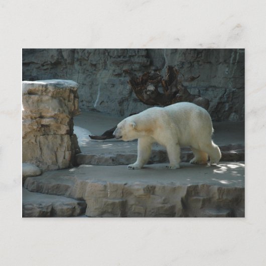 Polar Bear Postkarte (Vorderseite)
