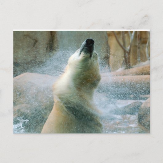 Polar Bear Postkarte (Vorderseite)