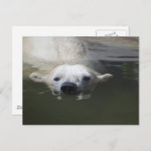 Polar Bear Postkarte (Vorne/Hinten)