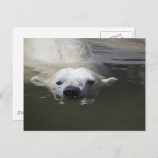 Polar Bear Postkarte (Vorne/Hinten)