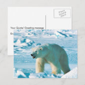 Polar Bear Postkarte (Vorne/Hinten)