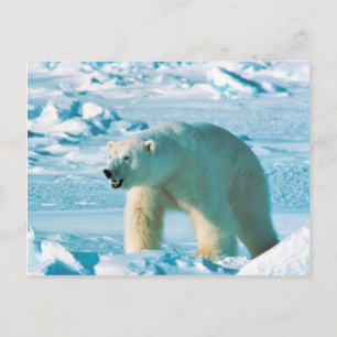 Polar Bear Postkarte