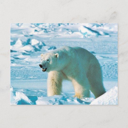 Polar Bear Postkarte (Vorderseite)