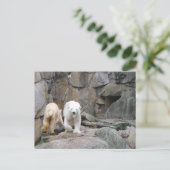 POLAR BEAR Postkarte (Stehend Vorderseite)