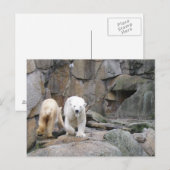 POLAR BEAR Postkarte (Vorne/Hinten)