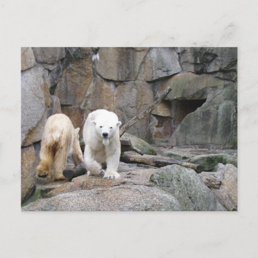 POLAR BEAR Postkarte (Vorderseite)