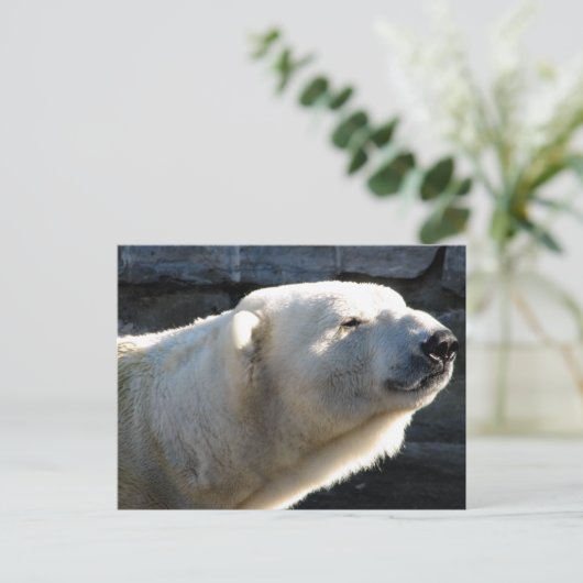 Polar Bear Postkarte (Stehend Vorderseite)