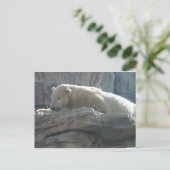 Polar Bear Postkarte (Stehend Vorderseite)