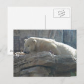 Polar Bear Postkarte (Vorne/Hinten)