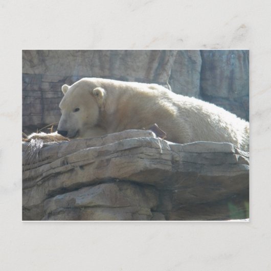 Polar Bear Postkarte (Vorderseite)