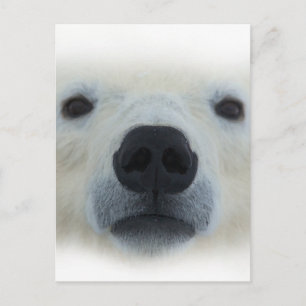 Polar Bear Postkarte