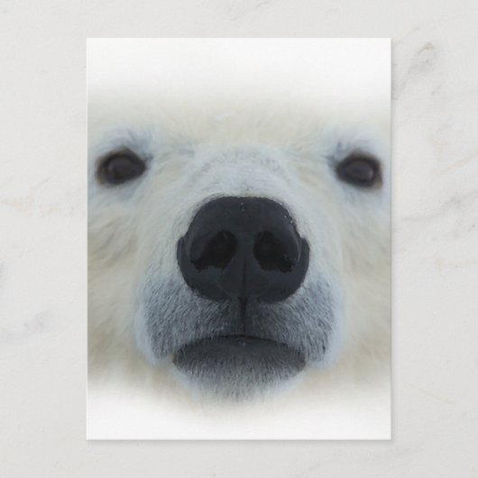 Polar Bear Postkarte (Vorderseite)
