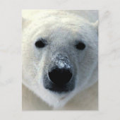 Polar Bear Postkarte (Vorderseite)