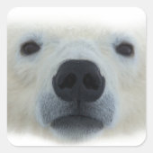 Polar Bear Quadratischer Aufkleber (Vorderseite)