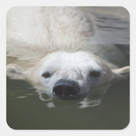 Polar Bear Quadratischer Aufkleber (Vorderseite)