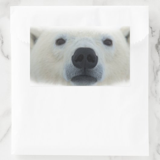 Polar Bear Rechteckiger Aufkleber (Tasche)