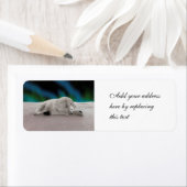 Polar Bear Resting (Insitu)