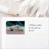 Polar Bear Resting (Insitu)