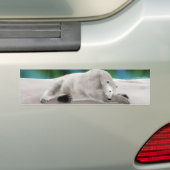 Polar Bear Resting Autoaufkleber (Auf Auto)